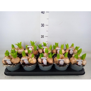 Hyacinthus orie. 'Pearl White'