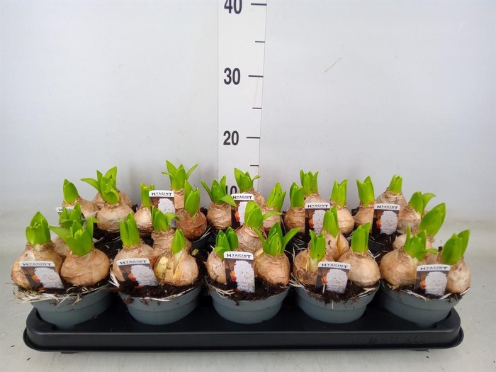 <h4>Hyacinthus orie. 'Pearl White'</h4>