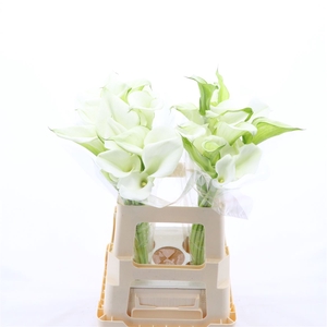 Calla White Art | Dubbelbloemig