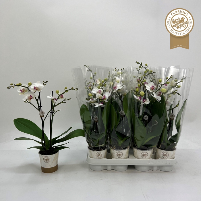 <h4>PHAL RED LIPS</h4>