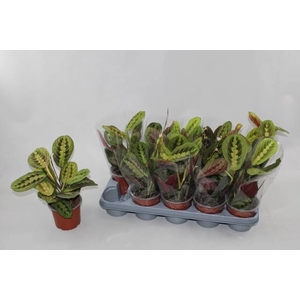 Maranta leuc. Fascinator 12Ø 30cm