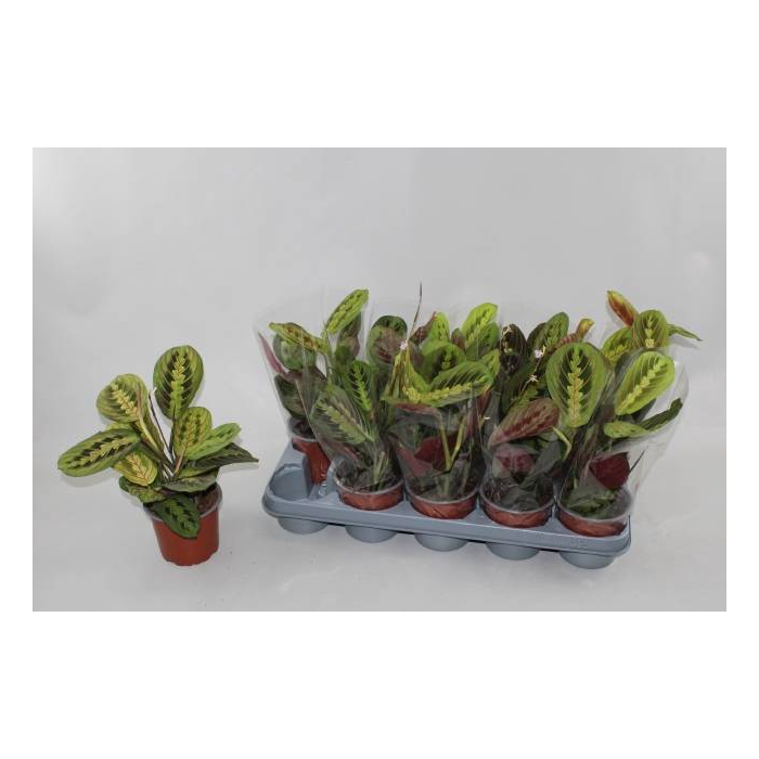 <h4>Maranta leuc. Fascinator 12Ø 30cm</h4>