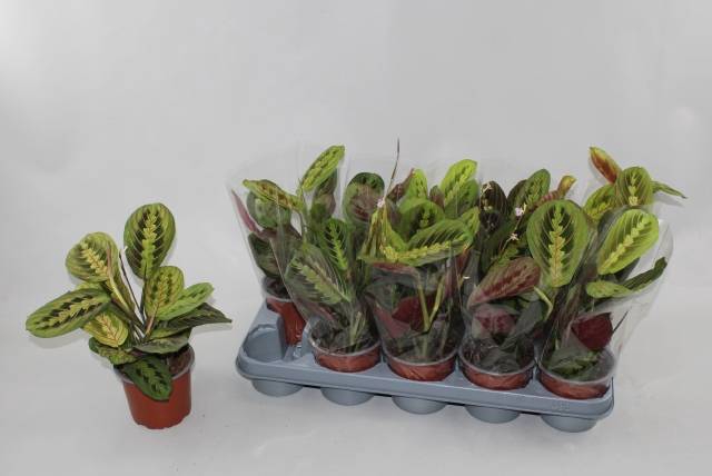 Maranta leuc. Fascinator 12Ø 30cm