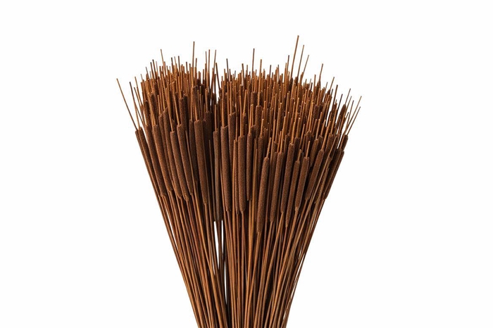 <h4>Dried Typha Oker 50pcs P Bunch</h4>
