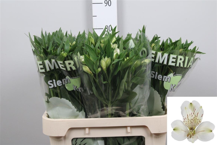 <h4>Alstr White Swan</h4>