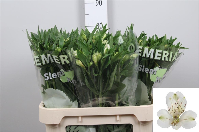 <h4>Alstr White Swan</h4>