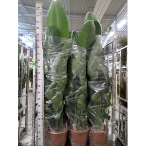 Strelitzia nicolai