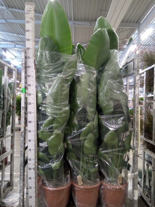 <h4>Strelitzia nicolai</h4>
