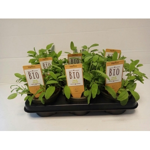 Salie P12 HERBIO steker