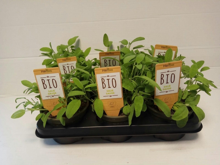 <h4>Salie P12 HERBIO steker</h4>