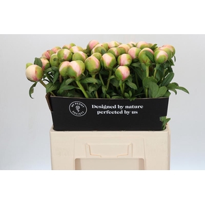 Paeonia Colonel Owen Cousins