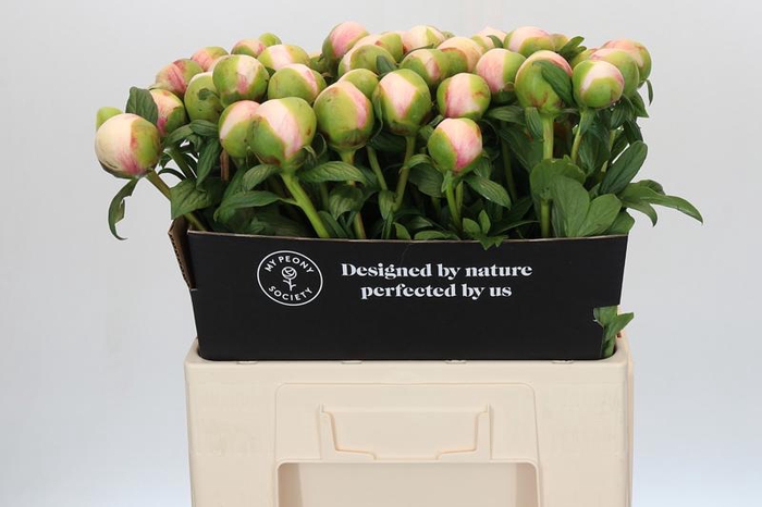 <h4>Paeonia Colonel Owen Cousins</h4>