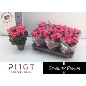 Begonia (Elatior Grp) semi double Adonia Pink