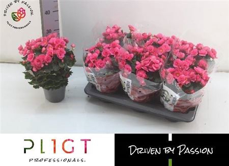 <h4>Begonia (Elatior Grp) semi double Adonia Pink</h4>