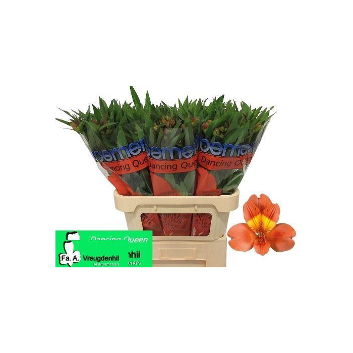 <h4>ALSTR DANCING QUEEN</h4>