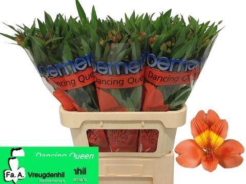 <h4>ALSTR DANCING QUEEN</h4>