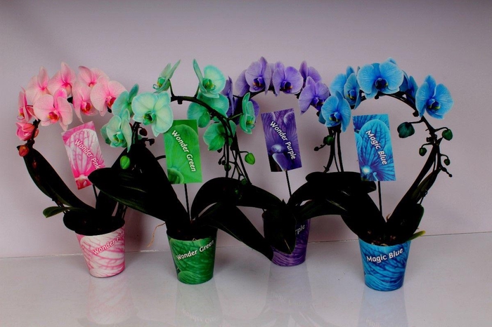 <h4>Magic / Wonder Spiegelboog Mix</h4>