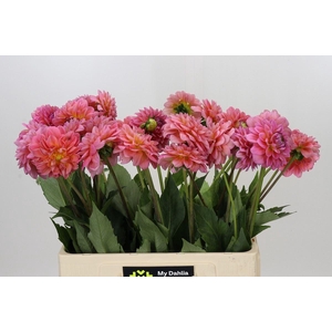 Dahlia DE 'Pink Runner'