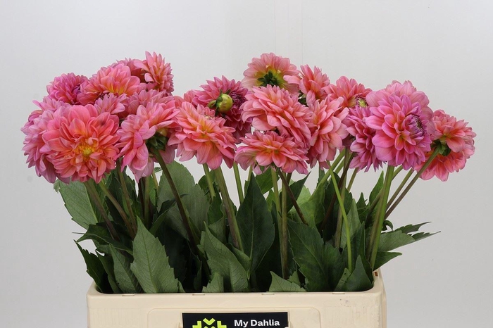 <h4>Dahlia DE 'Pink Runner'</h4>