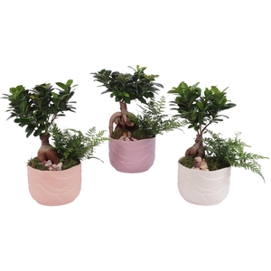 Yearround Arr. Indoor Ceramic Soft Elegance SE660 Ø17cm 2PP