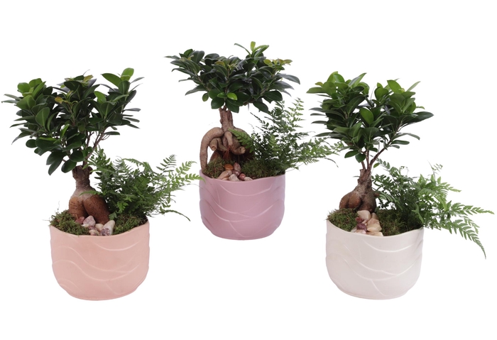 <h4>Yearround Arr. Indoor Ceramic Soft Elegance SE660 Ø17cm 2PP</h4>