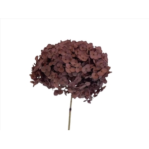 Hydrangea Lavender AC09935
