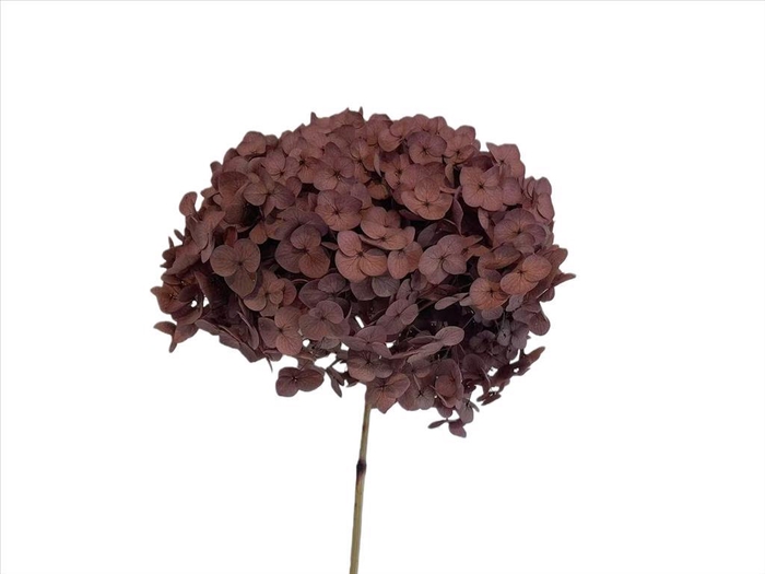 <h4>Hydrangea Lavender AC09935</h4>