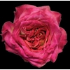 Rosa Gr. DFR99