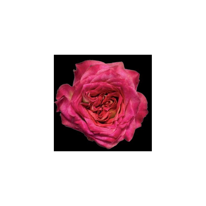 <h4>Rosa Gr. DFR99</h4>