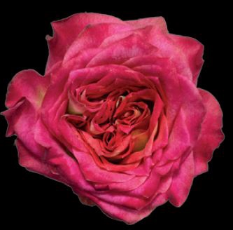 Rosa Gr. DFR99