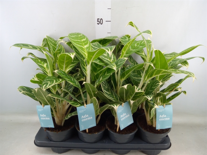 <h4>Aglaonema  'Ivy Green'</h4>