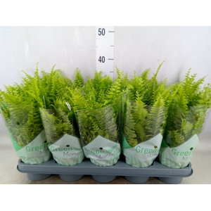 Nephrolepis exal. 'Green Moment'