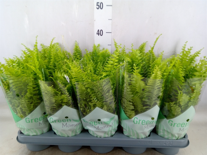 <h4>Nephrolepis exal. 'Green Moment'</h4>