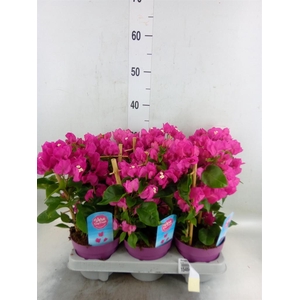 Bougainvillea  'Vera Dp Purple Imp'