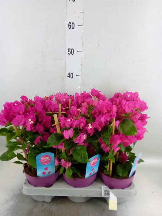 <h4>Bougainvillea  'Vera Dp Purple Imp'</h4>