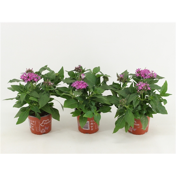 <h4>Pentas Graffiti Violet</h4>