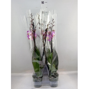 Phalaenopsis  'Ant Split'