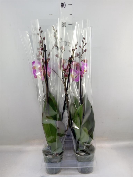 <h4>Phalaenopsis 'Ant Split'</h4>