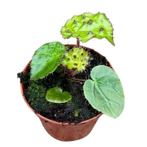 Begonia Ferox