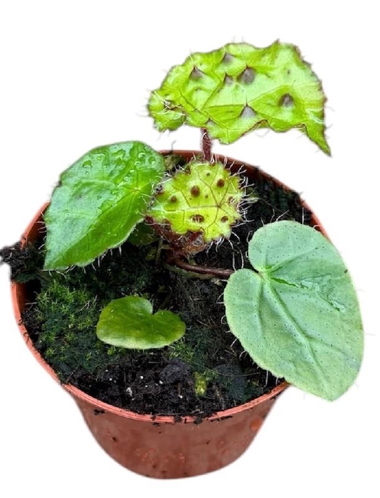 <h4>Begonia Ferox</h4>