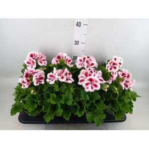 Pelargonium gran.   ..