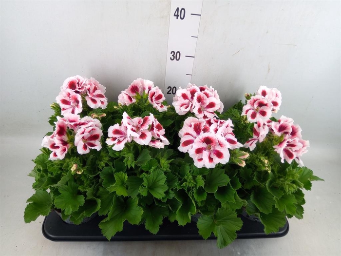 <h4>Pelargonium gran.   ..</h4>