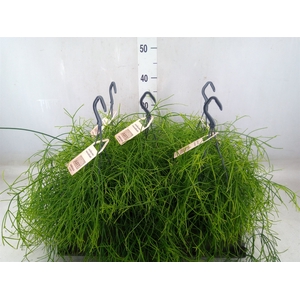 Rhipsalis   ...
