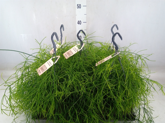 <h4>Rhipsalis   ...</h4>