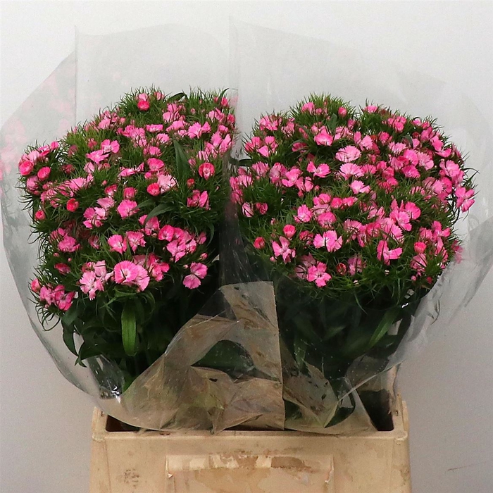 <h4>Di Barb Amazon Pink Super</h4>