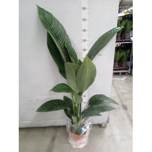 Spathiphyllum  'Sensation'