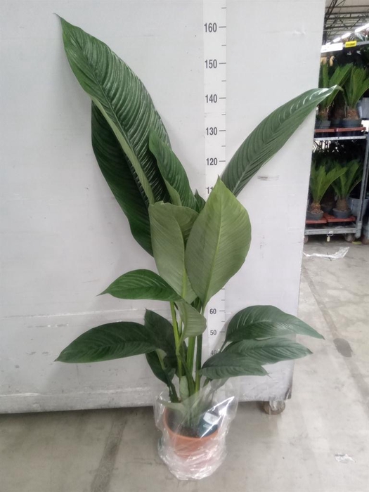 <h4>Spathiphyllum  'Sensation'</h4>