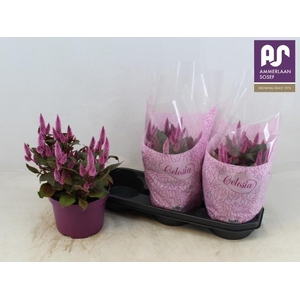 CEL WILD PINK