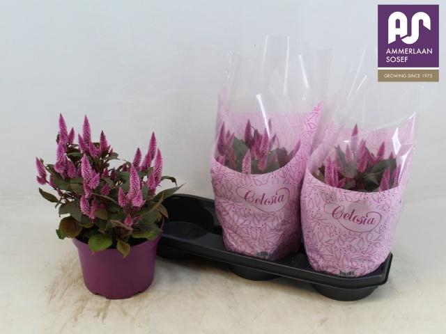 <h4>CEL WILD PINK</h4>