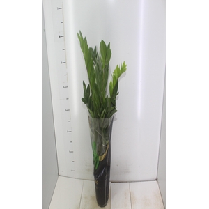 ZAMIOCULCAS PREMIUM P17 PREMIUM